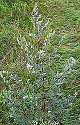 Artemisia_250px